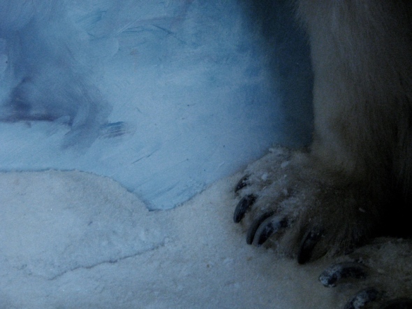 polar bear front feet