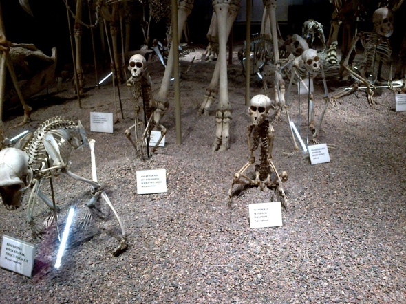 skeletal monkeys