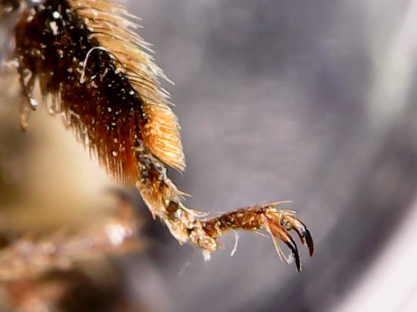 kuivand mesilase jalg